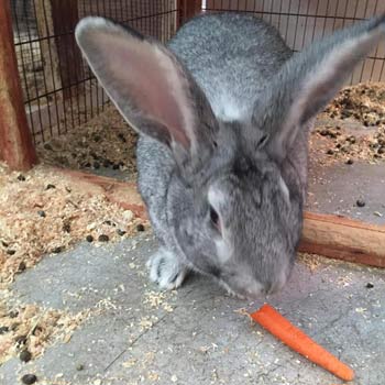 flemish giant eating a carrot