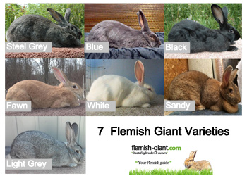 flemish giant varieties
