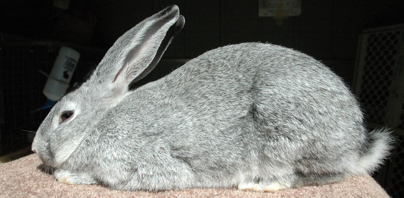 Flemish Giants have big, erect ears and a mandolin style body type